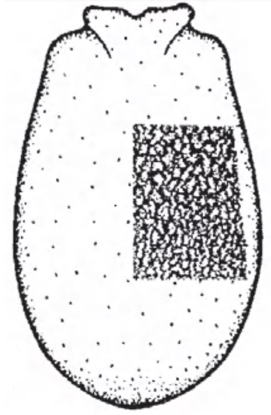 Carapace in dorsal view