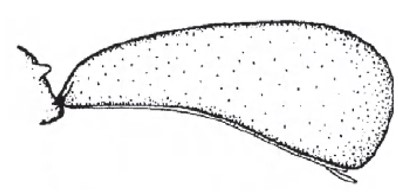 Carapace in lateral view 