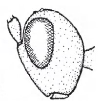 Head in lateral view