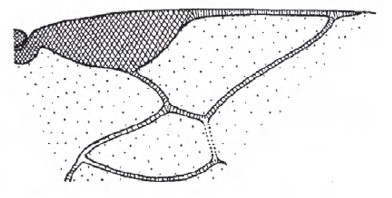 Distal part of right fore wing of holotype