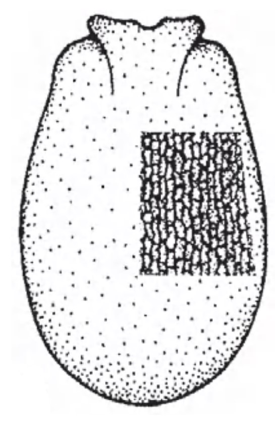 Female carapace in dorsal view with indication of its sculpture