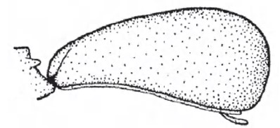 Carapace in lateral view