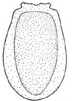 Carapace in ventral view