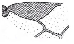 Distal part of male right fore wing