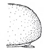 Hind end of male carapace in lateral view