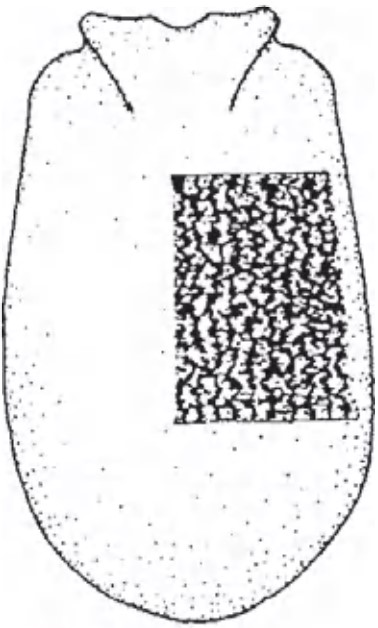 male carapace in dorsal view with indication of its sculpture