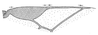 Distal part of right fore wing