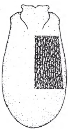 Carapace in dorsal view with indication of its sculpture