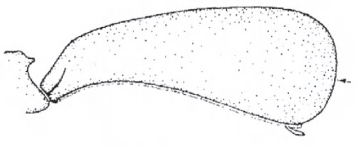 Female carapace in lateral view