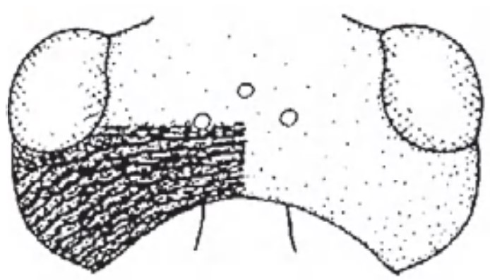Head in dorsal view with indication of its sculpture