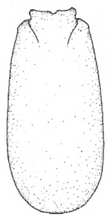 Male carapace in dorsal view