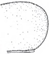 Hind end of male carapace in lateral view