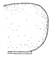 Hind end of male carapace in lateral view