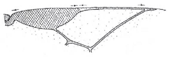 Distal part of right fore wing