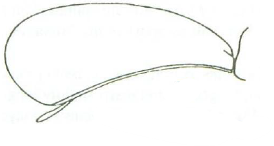 carapace in lateral view