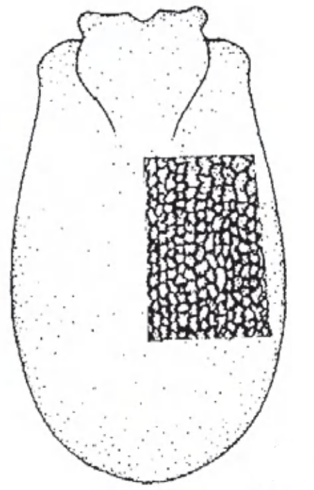 ♀ carapace in dorsal view with indication of its sculpture