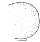 ♂ hind end of carapace in lateral view