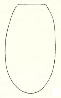 metasoma, dorsal view