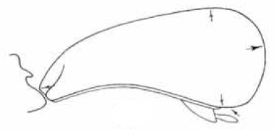 carapace in lateral view