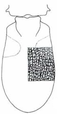 carapace in dorsal view with indication of its sculpture