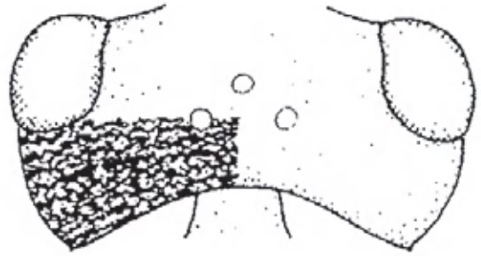 Head in dorsal view with indication of its sculpture