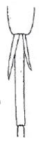 Pair of spurs of hind tibia