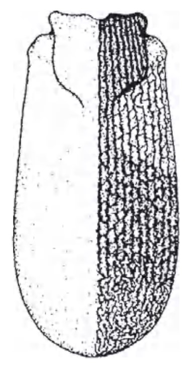 Female carapace in dorsal view with sculpture