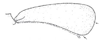 Female carapace in lateral view