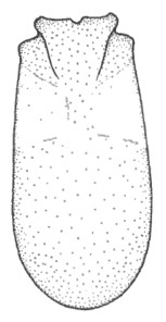 carapace in dorsal view: ♀