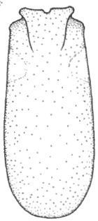 carapace in dorsal view: ♂