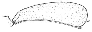 carapace in lateral view