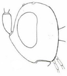 head in lateral view