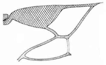 distal part of right fore wing