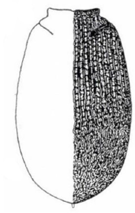 carapace in dorsal view