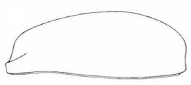 carapace in lataral view