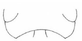 temple in dorsal view