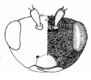 head in frontal view