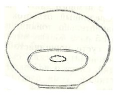 ♂ metasoma posterior view