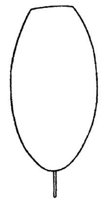 ♀ metasoma dorsal view