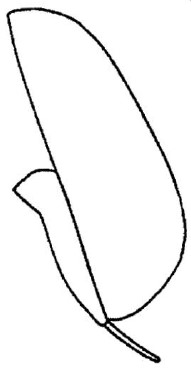 ♀ metasoma lateral view