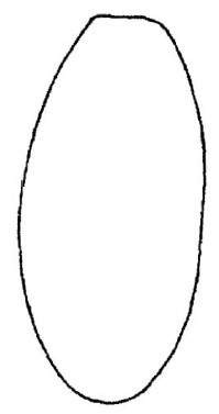 ♂ metasoma dorsal view