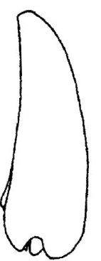 ♂ metasoma lateral view