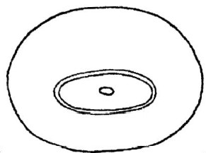 ♂ metasoma posterior view