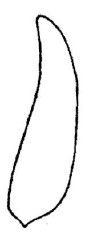 metasoma lateral view