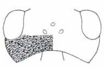 head in dorsal view with indication of its sculpture