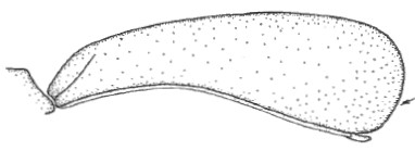 ♀ carapace in lateral view