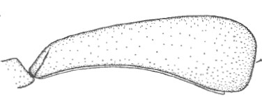 ♂ carapace in lateral view