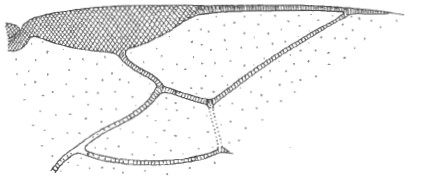 distal part of right fore wing
