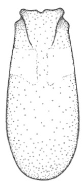 ♀ carapace in dorsal view