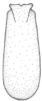 ♂ carapace in dorsal view